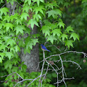 Eastern Bluebird