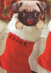 Nancy says this is Frank the pug's first Christmas.