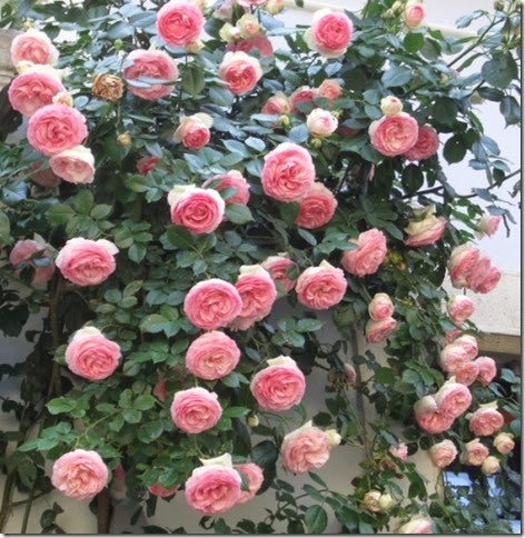 clip_image001