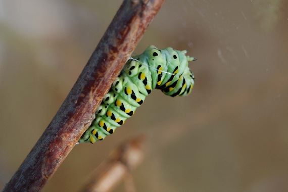 [CaterpillarThread%255B2%255D.jpg]
