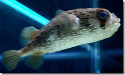 aquariumaugust4