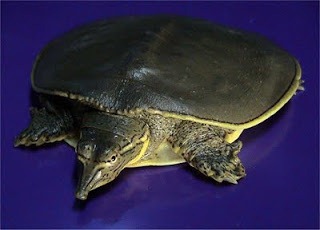 [7.SpinySoftshellTurtleApaloneSpinife%255B1%255D.jpg]