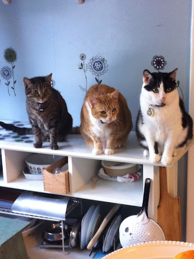 Minnow's feline siblings watch and wait for judges final score...