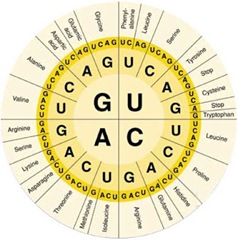 Biology Chart Genes