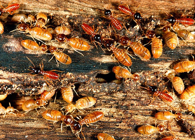 [4-termites2.jpg]