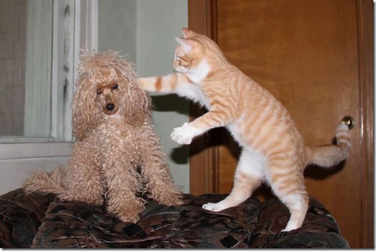 funny-animals-haha-19