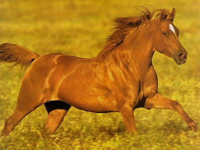 Caballo Corredor.jpg