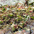 IMG_6569.JPG
