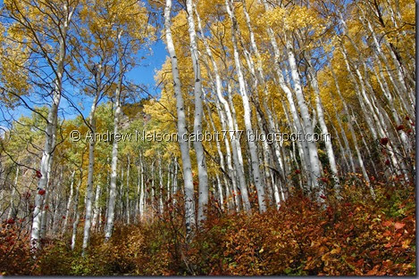 DSC_0711 DSC_0711