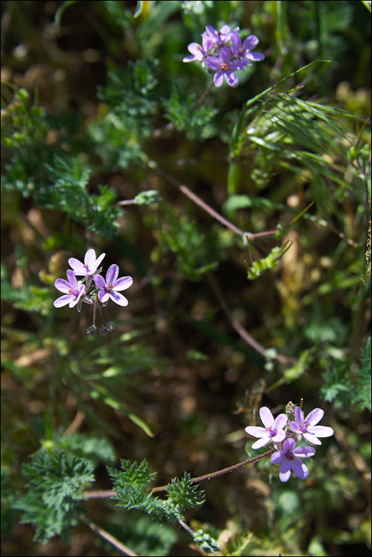 IMG_2497_small.jpg