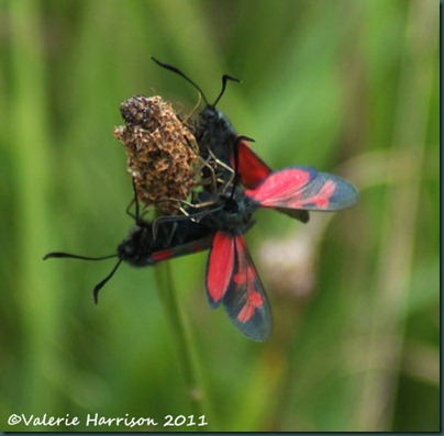 six-spot-burnets-1 six-spot-burnets-1