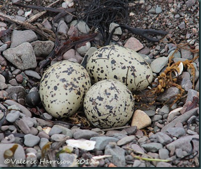 1-Oystercatcher-eggs