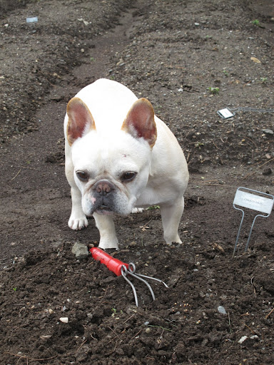 This is a really nice idea planting Chicken Salad for our egg-laying friends.