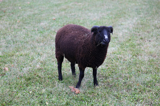 I've also noticed that they have been packing on the pounds lately, as extra body fat helps to keep them warm.  The ewes tend to be around 100 pounds and the males, called rams, are usually around 140 pounds.