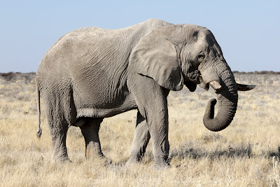 you can see that this elephant is right-tusked (dominant)