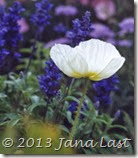 Cropped White Poppy 600dpi Cropped Cropped White Poppy 600dpi Cropped