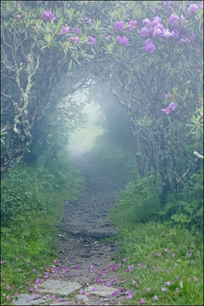 fairy path