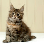 Bearcloud Hope @ 8 weeks hope.jpg