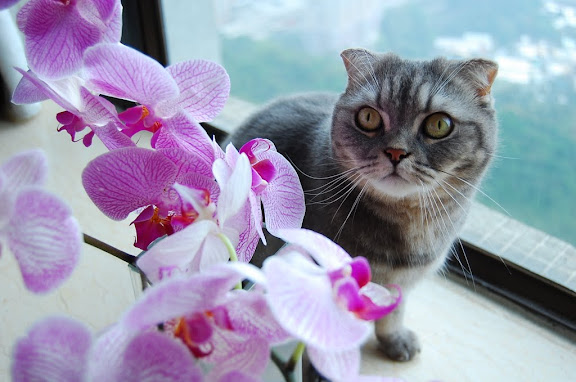 我同花花好襯架