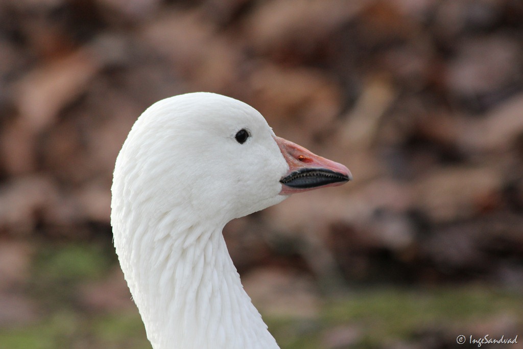 [IMG_4833%255B3%255D.jpg]