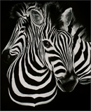 c0 Zebras