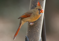 Female Cardinal Kleb Woods Female Cardinal Kleb Woods