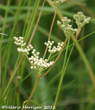 [17-meadowsweet%255B2%255D.jpg]