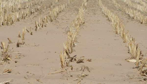 A stunted field in Kansas, where drought and brutally high temperatures are killing the corn crop, 5 July 2012. MCT via Getty Images