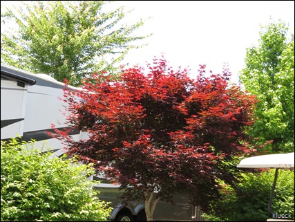 Japanese maple