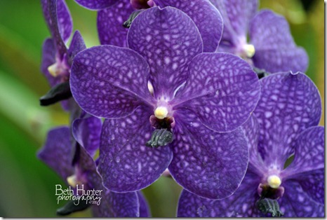 cr-ppl-orchid cr-ppl-orchid