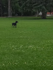And there was plenty of room for a serious game of fetch!