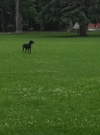 And there was plenty of room for a serious game of fetch!