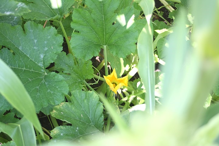 20140804 (3) (Small) 20140804 (3) (Small)