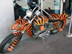 Tiger Harley.