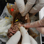 rat_caudate_lobe01.jpg