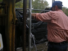feed cows 053 feed cows 053