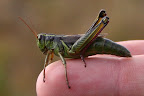 Grasshopper on Matt's hand