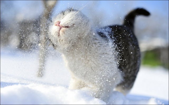 [cats-play-snow-29%255B2%255D.jpg]