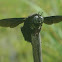 Carpenter Bee-(spaceman)
