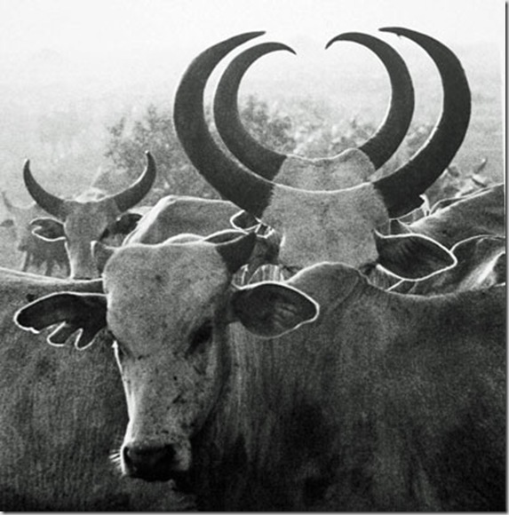 59_Ricciardi_Orma-Cattle-Double-Horns-Cropped 59_Ricciardi_Orma-Cattle-Double-Horns-Cropped