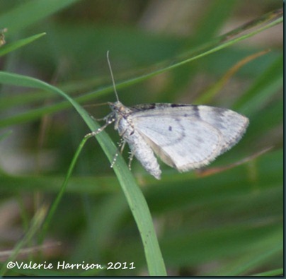 moth moth