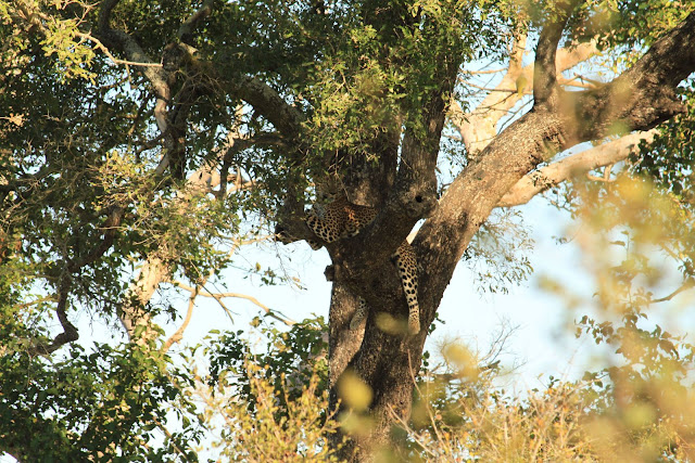 IMG 7866 South Africa 2010 – Photos