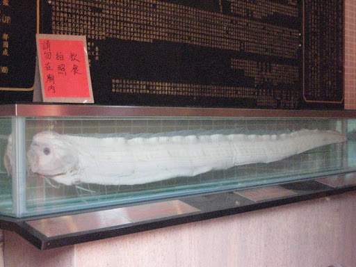 Oarfish Wiki