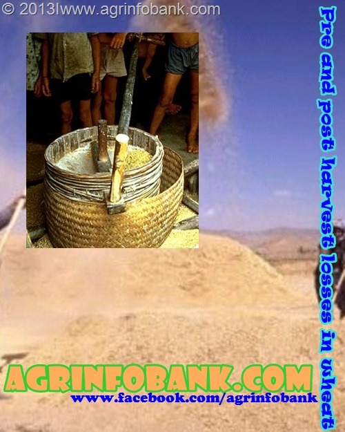 Wheat pre and postharvest losses Wheat pre and postharvest losses