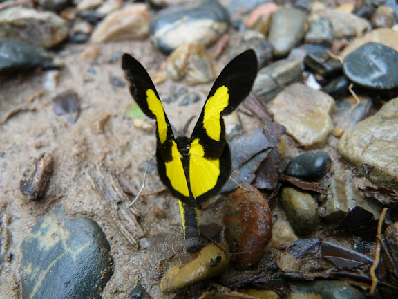 Geometridae : Sterrhinae : Cyllopoda jatropharia LINNAEUS, 1758. Taipiplaya (alt. 900 m). Bolivie, 29 janvier 2008. Photo : J. F. Christensen