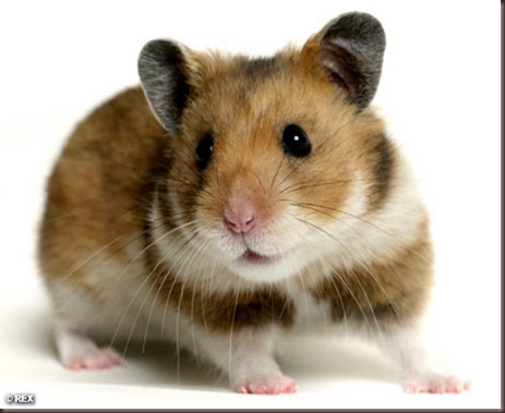 Amazing Animals Pictures Hamster (5)