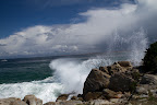 Monterey Spray.jpg