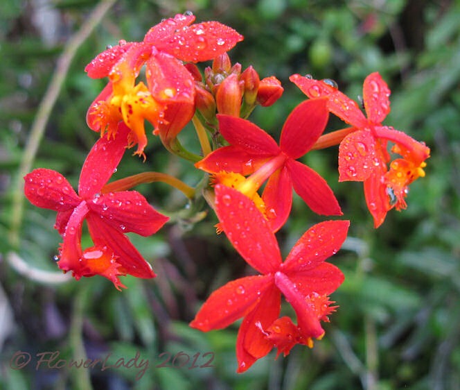 [02-09-reed-orchids%255B4%255D.jpg]