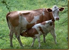 cow