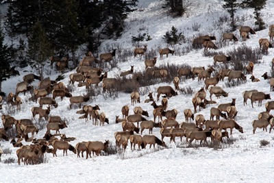 [elk%255B3%255D.jpg]